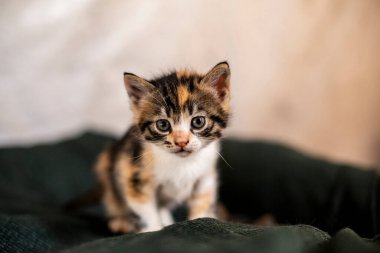 Yuvada yeni doğmuş bir kedi yavrusu
