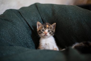 Yuvada yeni doğmuş bir kedi yavrusu