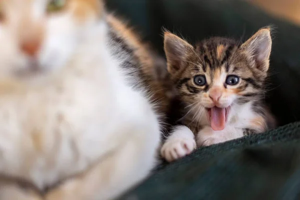 Yuvada Yeni Doğmuş Bir Kedi Yavrusu — Stok fotoğraf