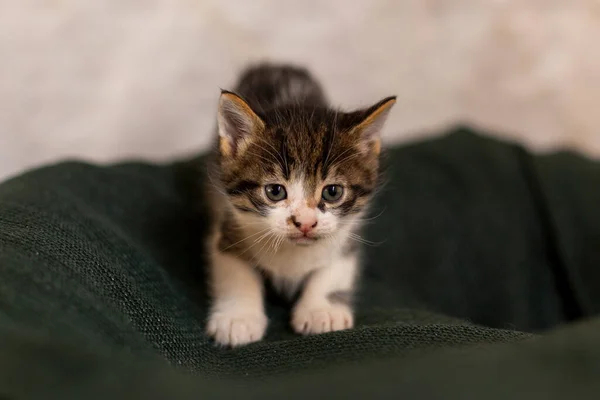Nowonarodzony Kot Gnieździe — Zdjęcie stockowe