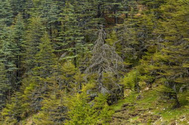 Antalya / Türkiye 'deki sedir ormanlarının yakın çekim görüntüleri
