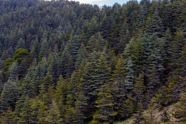 Close Shot Cedar Forest Antalya Turkey — Stock Photo, Image