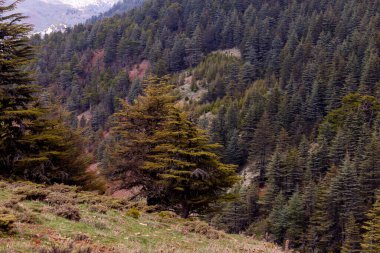 Antalya / Türkiye 'deki sedir ormanlarının yakın çekim görüntüleri