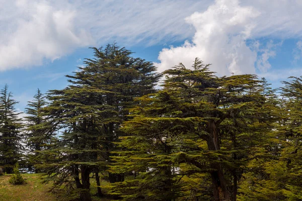 Plano Perto Floresta Cedro Antalya Turquia — Fotografia de Stock