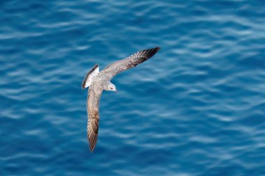 A yellow-legged gull over the sea in Turkey