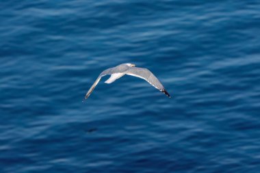 A yellow-legged gull over the sea in Turkey