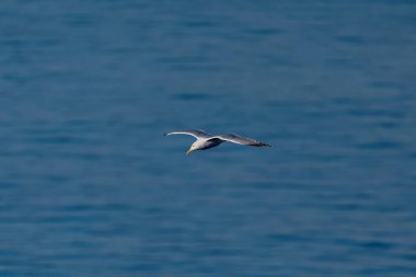 A yellow-legged gull over the sea in Turkey