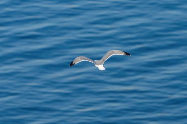 A yellow-legged gull over the sea in Turkey