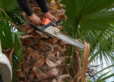 Worker pruning a palm tree with a tree saw