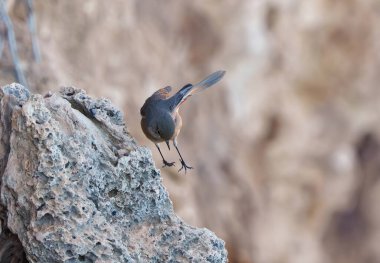 Uzun bacaklı akbaba, bir yırtıcı kuş, gökyüzünde süzülür..