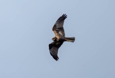 Uzun bacaklı akbaba, bir yırtıcı kuş, gökyüzünde süzülür..