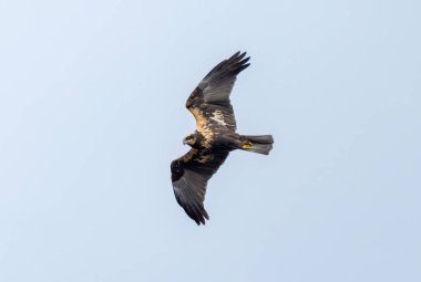 Bataklık gemisi, bir yırtıcı kuş, gökyüzünde süzülür..