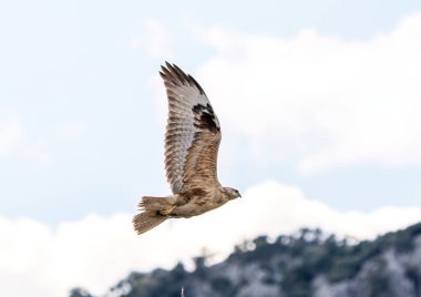 Uzun bacaklı akbaba, bir yırtıcı kuş, gökyüzünde süzülür..