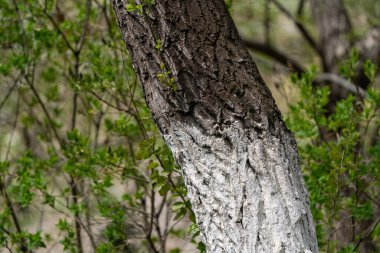 Ağaç gövdelerine kireç sürüyorum. Dezenfeksiyon