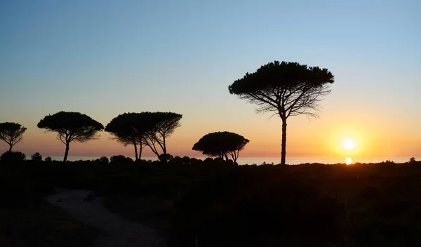 Sunset Roche Coast Trees Silhouetted Colorful Orange Sky Sun Dips — Stock Photo, Image