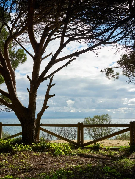 Tranquilo Cenário Com Vista Para Oceano Atlântico Tarifa Pinheiro Com — Fotografia de Stock