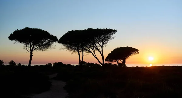 Roche Kıyısında Gün Batımı Renkli Turuncu Gökyüzüne Karşı Siluetlenmiş Ağaçlarla — Stok fotoğraf