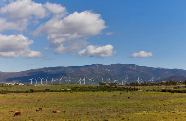 Herd Cows Grazing Green Field Modern Wind Turbines Hill Cloudy — Stock Photo, Image