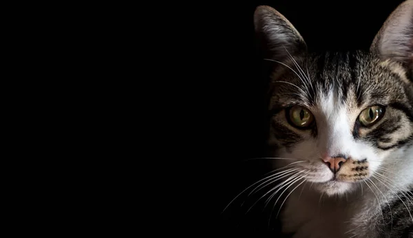 Retrato Oscuro Una Bonita Gata Con Largos Bigotes Blancos Mirando — Foto de Stock