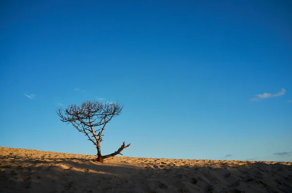 位于西班牙安达卢西亚卡迪兹特拉法尔加海角湾的一棵孤零零的树 在金光闪闪的沙丘上 与蔚蓝的天空相映成趣 静谧的风景映衬在一起 图库照片