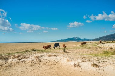 Tarifa Andalusia İspanya 'daki Los Lances plajında, bulutlu ve uçurtma sörfçüleri ile güneşli mavi gökyüzünün altında otlayan küçük bir sığır sürüsü.