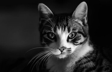 Koyu gri arka planda otururken uzun bıyıklı tekir kedisi kameraya bakıyor.