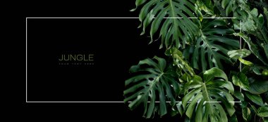 Siyah zemin üzerinde yemyeşil tropikal yapraklar olan orman afişi. Telif alanı zarif ince beyaz iç çerçeve ile çevrili. Organik kozmetik, cilt bakımı, kaplıca ya da güzellik salonu için şablon tasarımı.