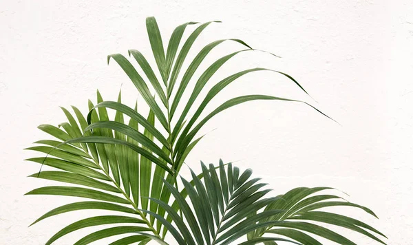 Fresh Green Tropical Palm Fronds Leaves Forming Side Border Kentia — Stock Photo, Image