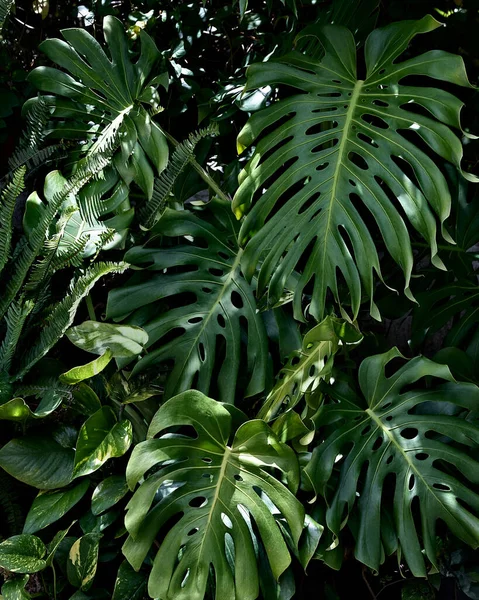 Lush green tropical foliage with Delicious Monstera, photos and ferns. Rainforest jungle