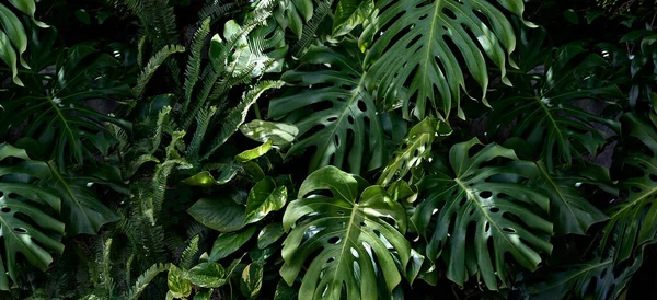 Panji Hutan Dengan Daun Hijau Tropis Yang Subur Monstera Potos — Stok Foto