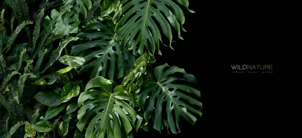 Rain Forest Banner Template Lush Green Tropical Leaves Black Background — Fotografia de Stock