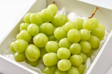 Muscat 'i bir hediye olarak parlat