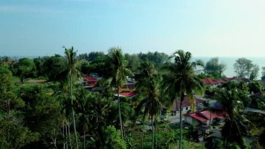 Malezya 'da tropik bir kıyı köyüne bakan yüksek hindistan cevizi ağaçlarının havadan görünüşü, parlak güneş ışığı altında yeşillik ve deniz manzarasıyla çevrili..
