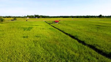 Malezya 'nın yeşil ve altın pirinç bitkileriyle dolu güzel çeltik tarlaları gün ışığında büyümeyi ve hasat mevsimini sembolize ediyor..