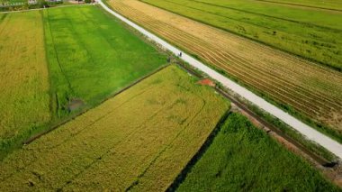 Malezya 'daki yeşil ve hasat edilmiş çeltik tarlalarını ayıran kırsal yolun hava manzarası büyüme ve hasat mevsimi arasındaki zıtlığı gösteriyor.