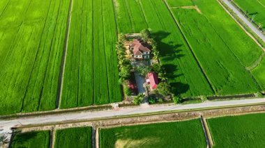 Malezya kırsalındaki canlı yeşil çeltik tarlalarının havadan görünüşü köy evleri ve sulama yolları ile, barışçıl tropikal tarım manzarasını gösteriyor.
