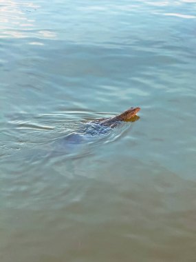Su yüzeyinde sakince yüzen bir kertenkele gözlemcisi durgun, yeşil-mavi nehirde hafif dalgalanmalar yaratıyor..