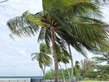 Kıyı rüzgarı, kıyı şeridi yakınındaki uzun hindistan cevizi ağaçlarını bulutlu bir gökyüzünün altında büküyor..