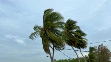 Güçlü rüzgar bulutlu gökyüzünün altındaki uzun hindistan cevizi ağaçlarının arasından esiyor..