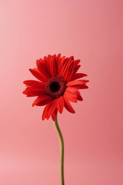 Kırmızı gerbera papatyası yumuşak pembe bir arka planda izole edilmiş, canlı yapraklarını ve minimalist güzelliğini vurguluyor. Çiçek temaları, dekorasyon konseptleri, sağlık görselleri ve ürün tasarımı için ideal.