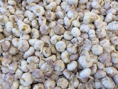 Taze sarımsak soğanları bir araya getirilerek çiğ sebzeleri, doğal besin maddelerini, geleneksel pazar ürünlerini ve sağlıklı pişirme gereksinimlerini temsil ediyorlar..