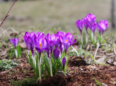 Aile grup güneş altında çayırda çiçek açan, Bahar crocus başladı