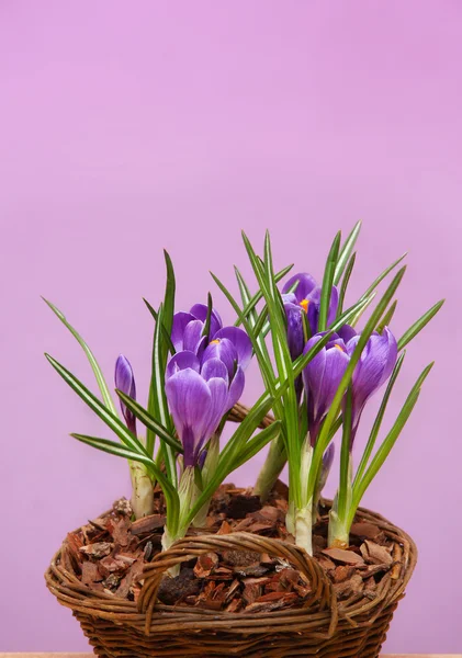 Tatil için bir hasır sepet Iridaceae buket hediye