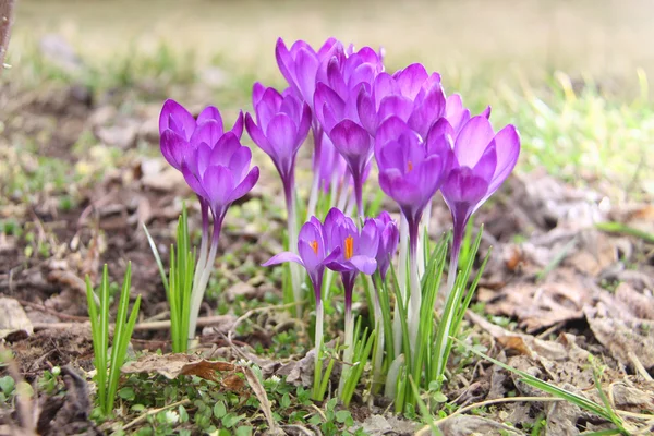 Family group began its spring crocus blooming in the meadow under the sun — Stock Photo, Image