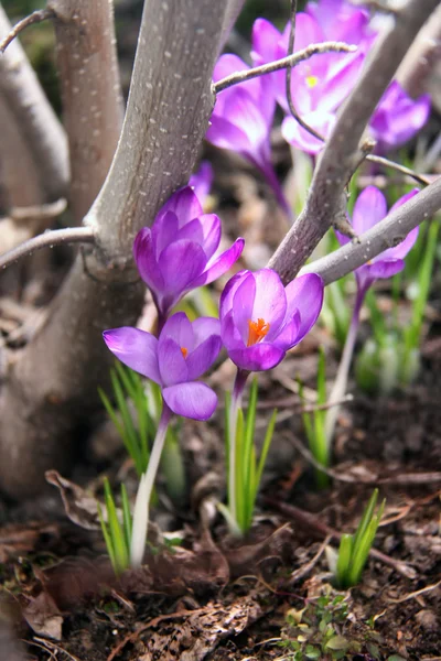 Çiçek açan Çiğdem tree yakınındaki toprak ile kırma