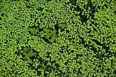 Yeşil duckweed temiz su ile gölet yüzeyinin kapsar