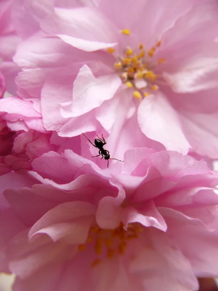Pembe kiraz çiçekleri ve karınca