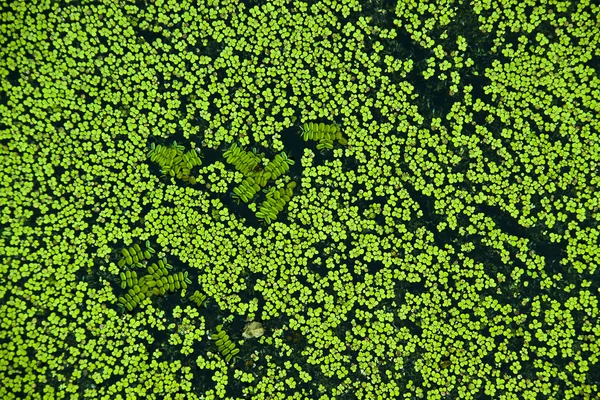 El pato verde cubre la superficie del estanque con agua dulce Fotos de stock libres de derechos