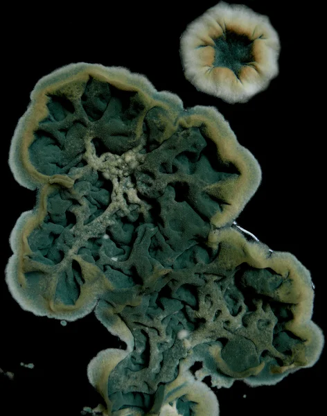 Макро острови рельєфні форми на чорному тлі — стокове фото