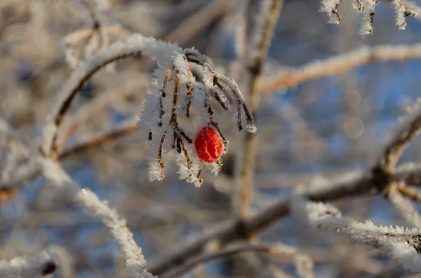Viburnum Berrie Auf Einem Frostigen Zweig — Stockfoto